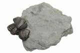 Three Enrolled Flexicalymene Trilobite Fossils - Mt Orab, Ohio #224901-2